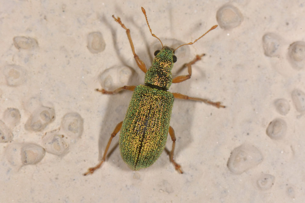 Curculionidae: Polydrusus pterygomalis